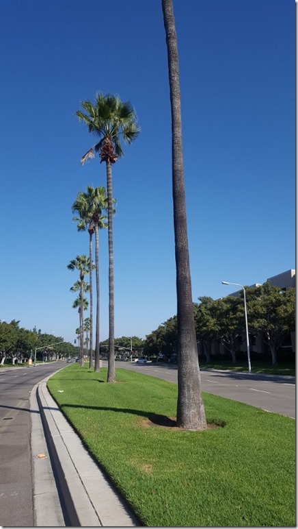 palm trees run blog (450x800)