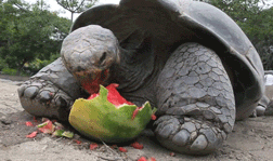 turtle eating watermelon[3]