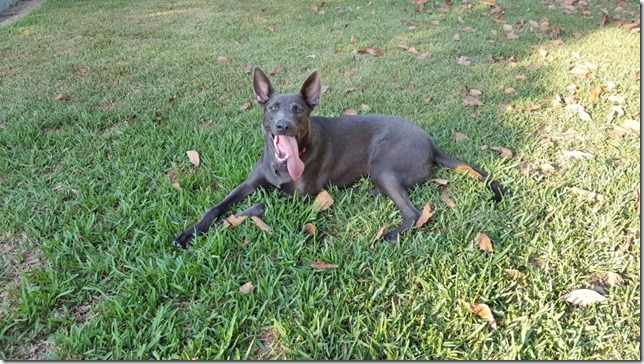 worlds longest tongue dog (800x450)