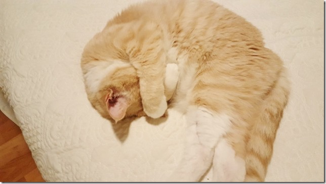 cute cat sleeping (800x450)