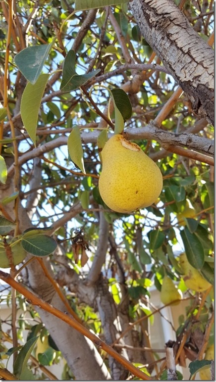 pear tree with bite (450x800)