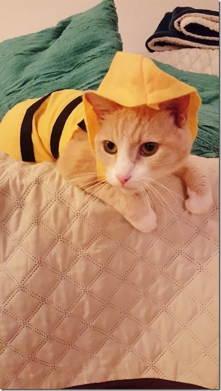 cat costume bee (360x640)