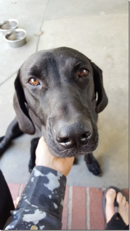 lab puppy (450x800)