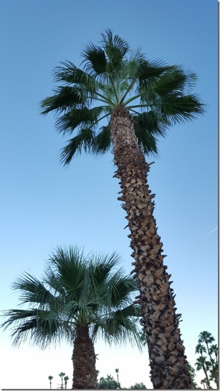 palm springs travel blog 7 (360x640)