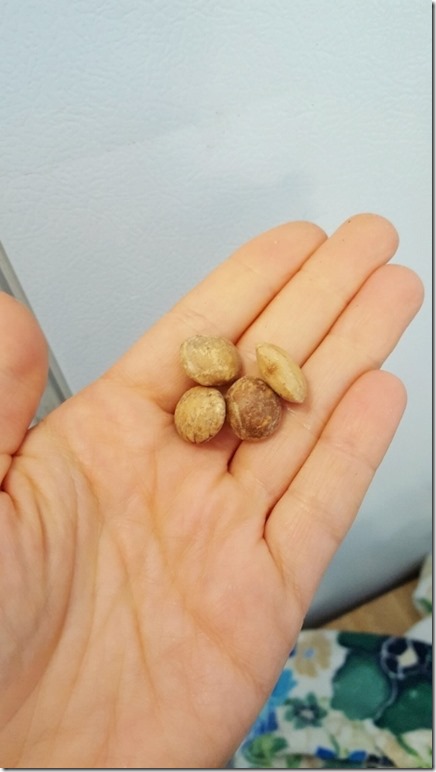 sancha seeds 1 (450x800)