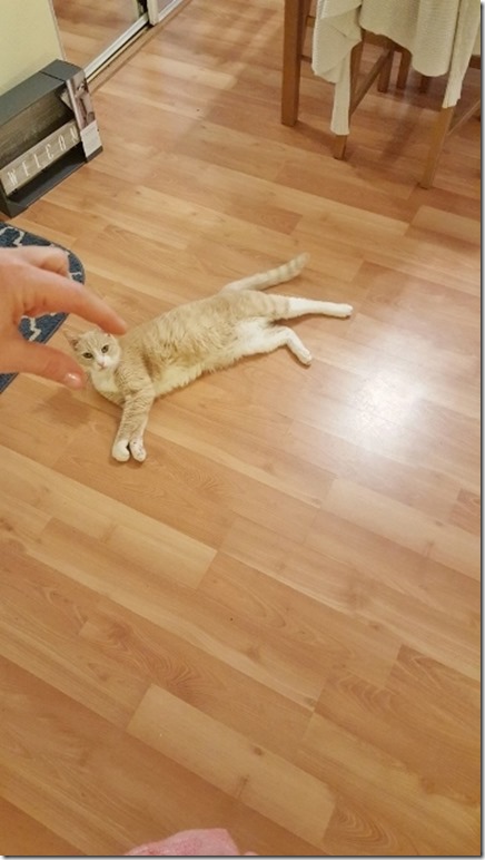 squeeze my cat (360x640)