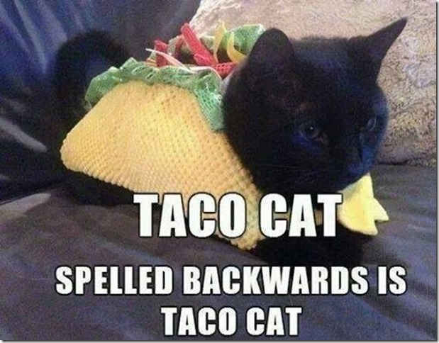 taco cat day