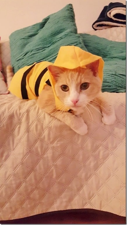 trying on vegas costume (450x800)