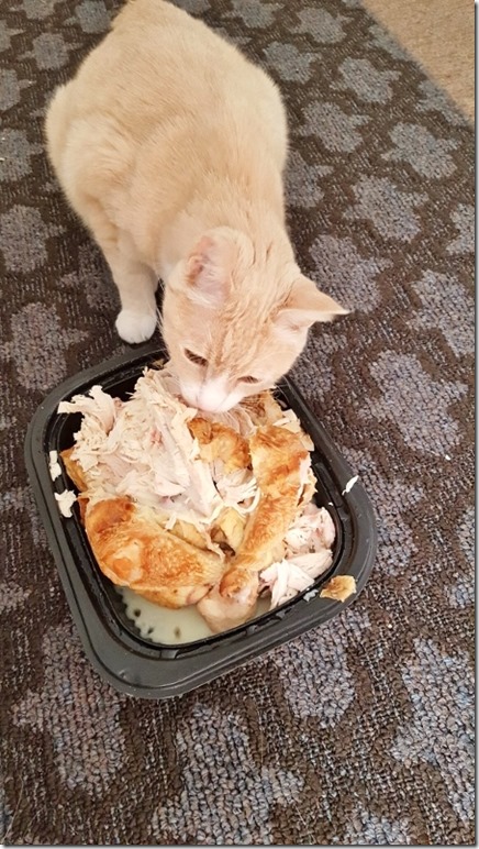 chicken and cat (450x800)