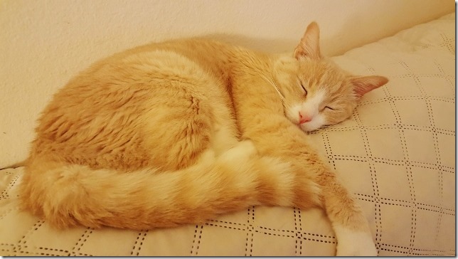 cute cat sleeper (640x360)