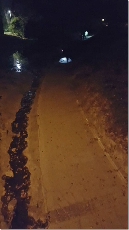 spotted a night runner (450x800)