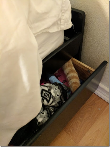 cat hiding sock (460x613)