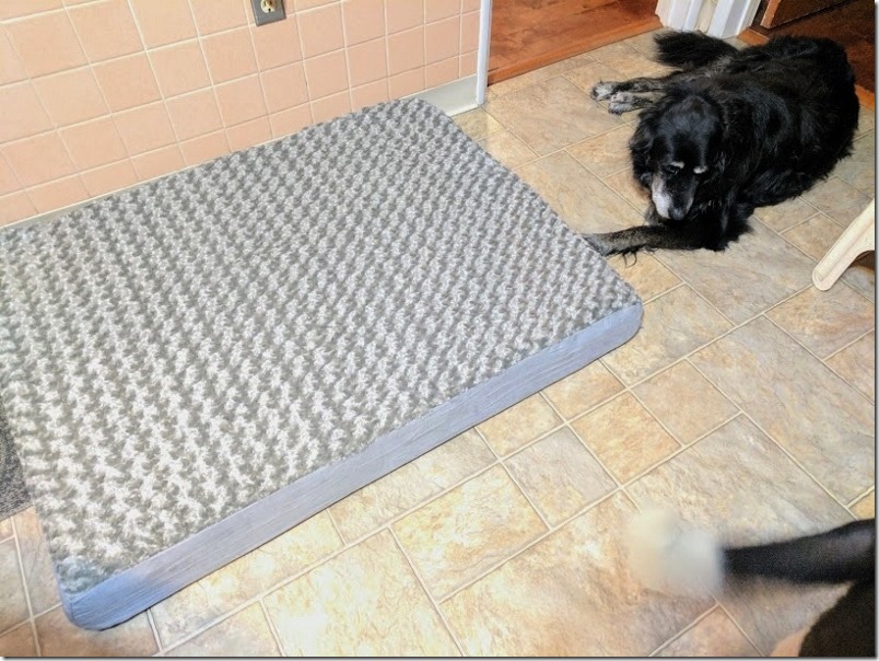 dog bed (800x600)