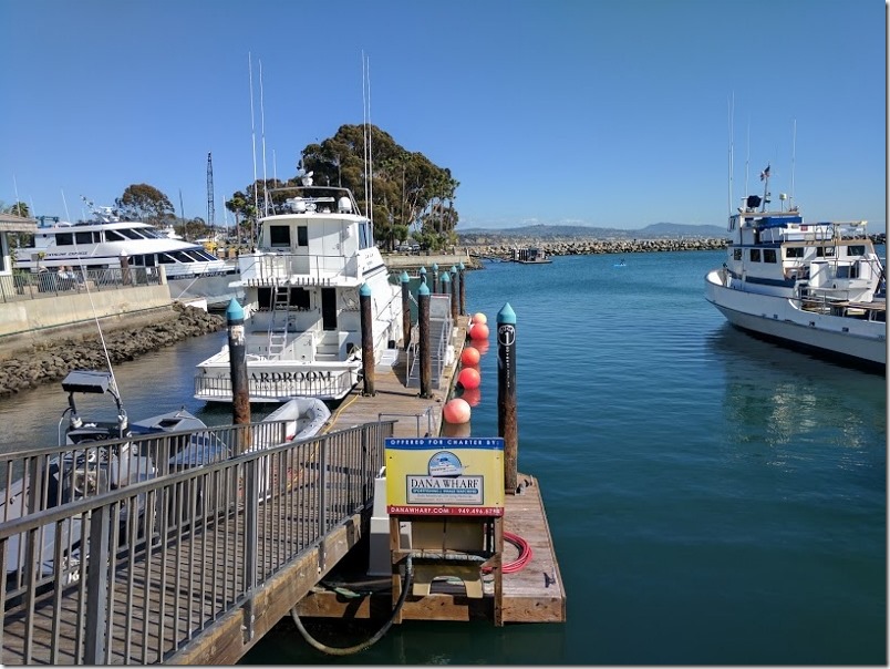 whale watching in dana point california 31 (800x600)