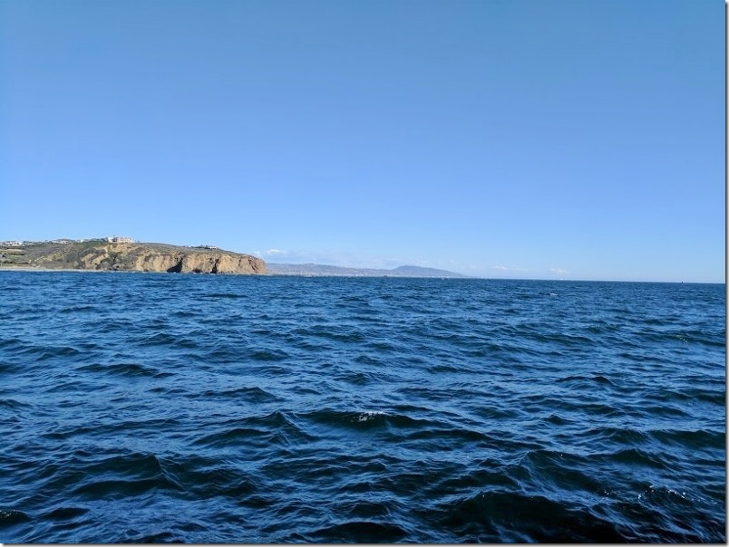 whale watching in dana point california 32 (800x600)