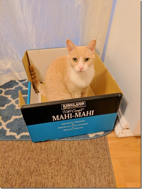 cat in box (460x613)