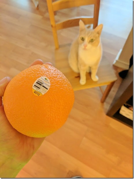 oranges and cat (460x613)