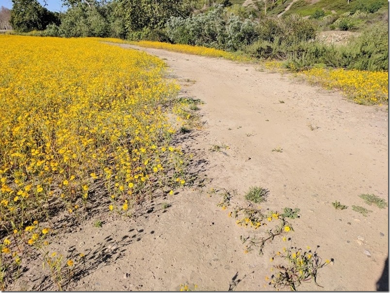 yellow flowers (800x600)