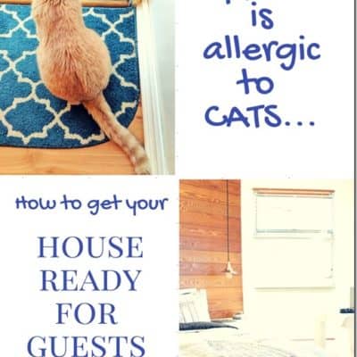 Friend Allergic to Cats? 5 Tips on How to Get Your House Ready for them