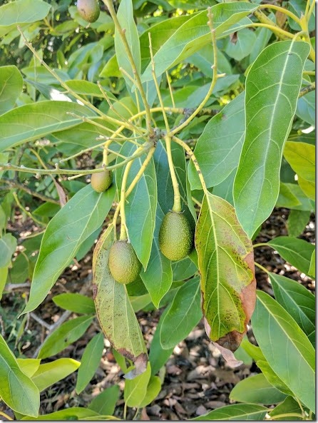 california avocados 1 (442x589)