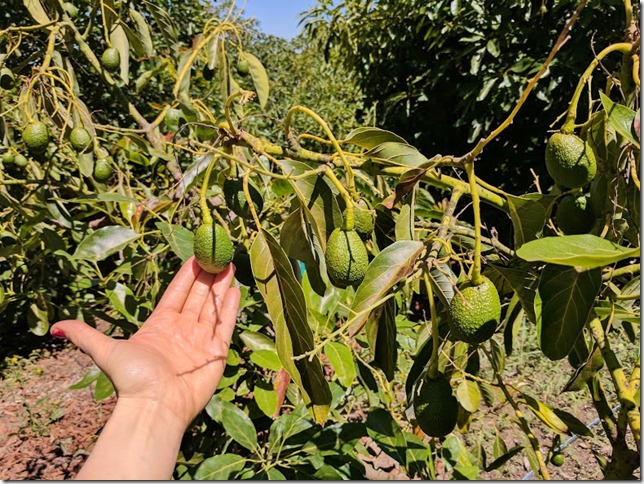 california avocados 10 (785x589)