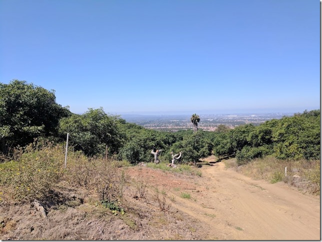 california avocados (785x589)