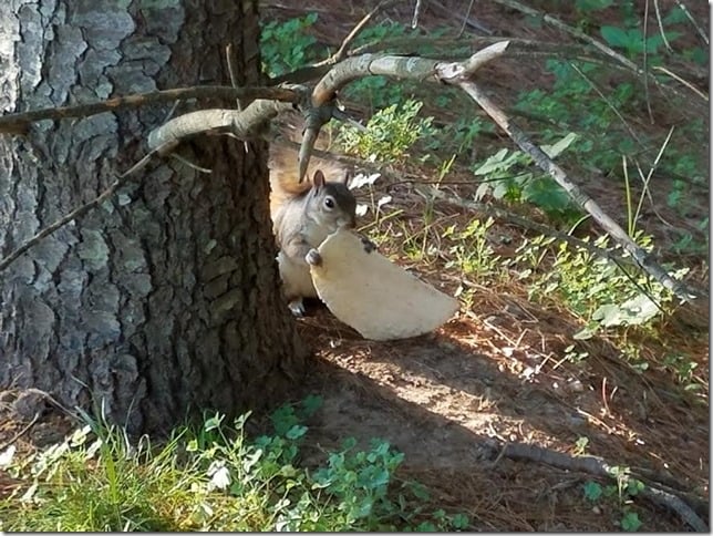 taco squirrel