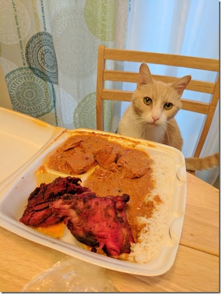 indian food and cat (442x589)