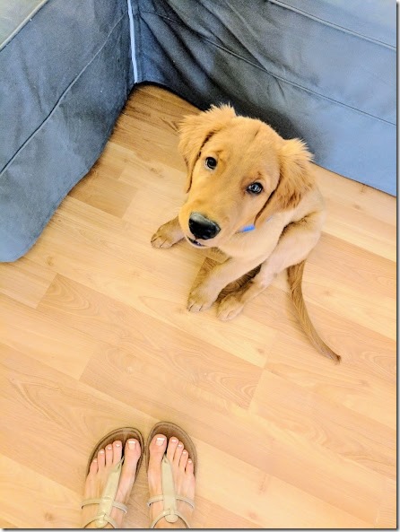 orange county golden retriever 5 (442x589)