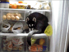 puppy in fridge