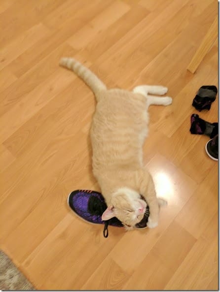 cat and run strong shoes 3 (442x589)