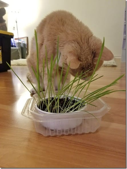 cat grass at home (441x588)