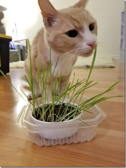 cat grass for vegas (441x588)