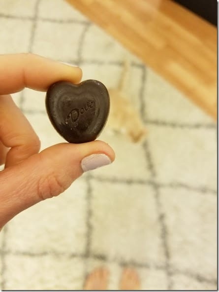 chocolate heart cat photo bomb (441x588)