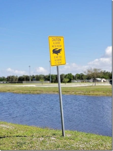 alligators in port charlotte florida (441x588)