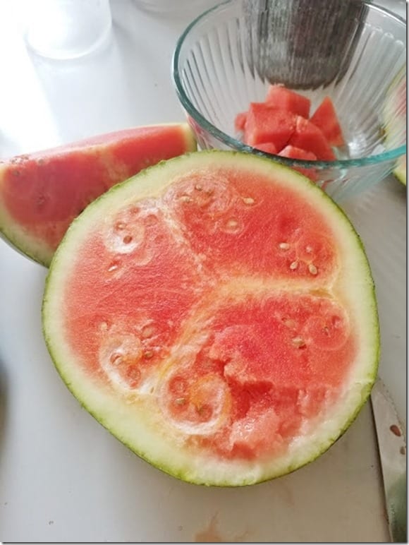watermelon fail (441x588)