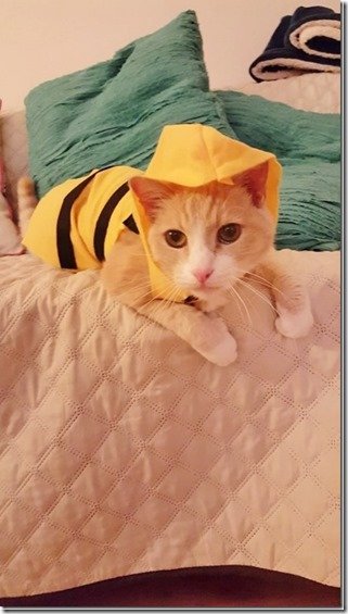 cat costume