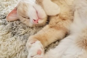 One Last Love Letter to My Cat Vegas… One Last Love Letter to My Cat Vegas…