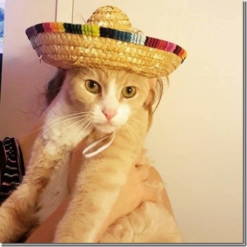 mexican cat