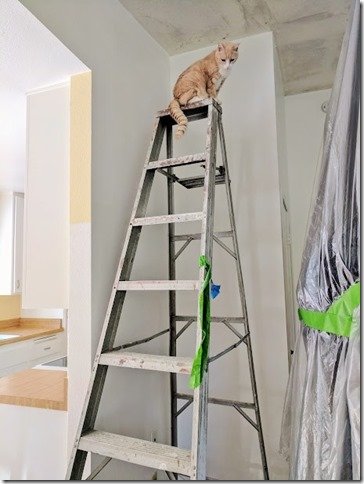 vegas climbed a ladder