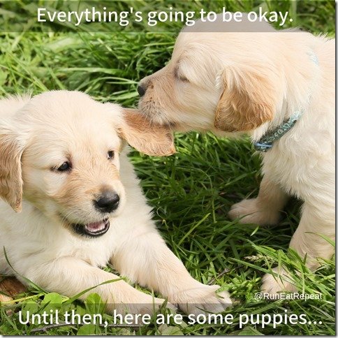 Everything is going to be okay. Until then here are some puppies. (800x800) (800x800)