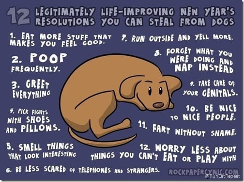 dog resolutions