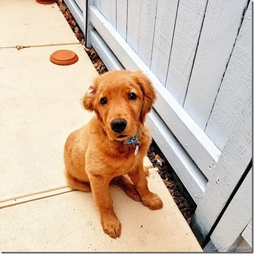 golden retreiver puppy diego redvera 1