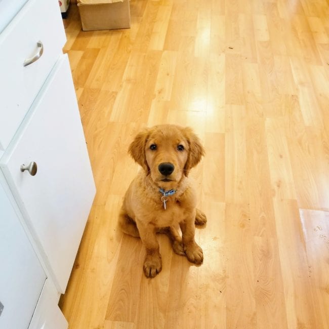 the best date match includes puppies and popcorn