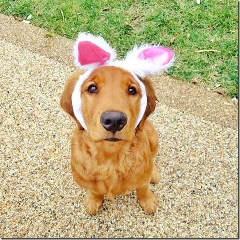 cute golden retriever bunny ears
