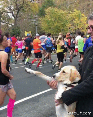dog high five marathon