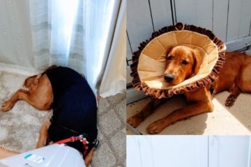 The Best Cone of Shame Alternatives for Dogs The Best Cone of Shame Alternatives for Dogs