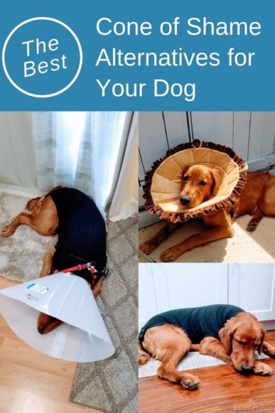 Best Cone of Shame Alternatives for your dog after surgery