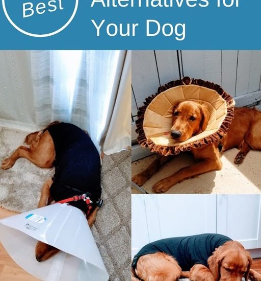Best Cone of Shame Alternatives for your dog after surgery