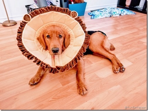 diego the dog (640x480)_thumb